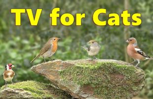 Cats TV Sensation ~ Birds of Beauty Videos for Your Cat to Watch ⭐ 8 HOURS ⭐
