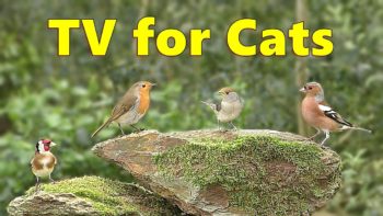 Cats TV Sensation ~ Birds of Beauty Videos for Your Cat to Watch ⭐ 8 HOURS ⭐