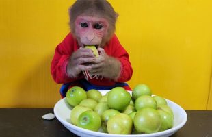 Baby Monkey EM eats mini green Apples