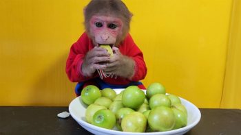 Baby Monkey EM eats mini green Apples