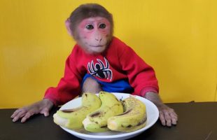 Baby Monkey EM eats ripe Japanese banana