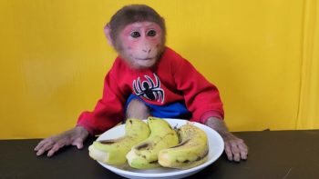 Baby Monkey EM eats ripe Japanese banana