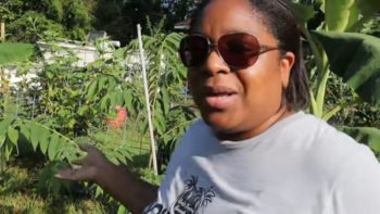 Did You Know You Could Grow Cotton Candy Fruit | Jamaican Cherry