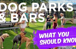 Dog Parks & Dog Bars: Set Your Dog Up For Success