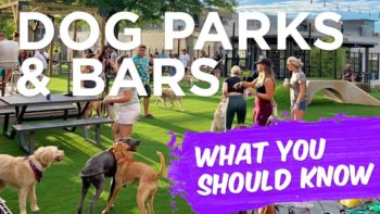 Dog Parks & Dog Bars: Set Your Dog Up For Success