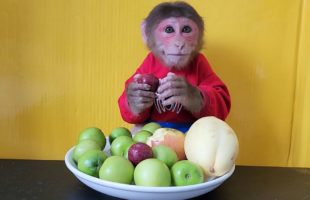 EM monkeys eat a variety of new Apples and Mangoes