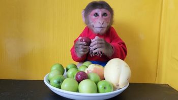 EM monkeys eat a variety of new Apples and Mangoes