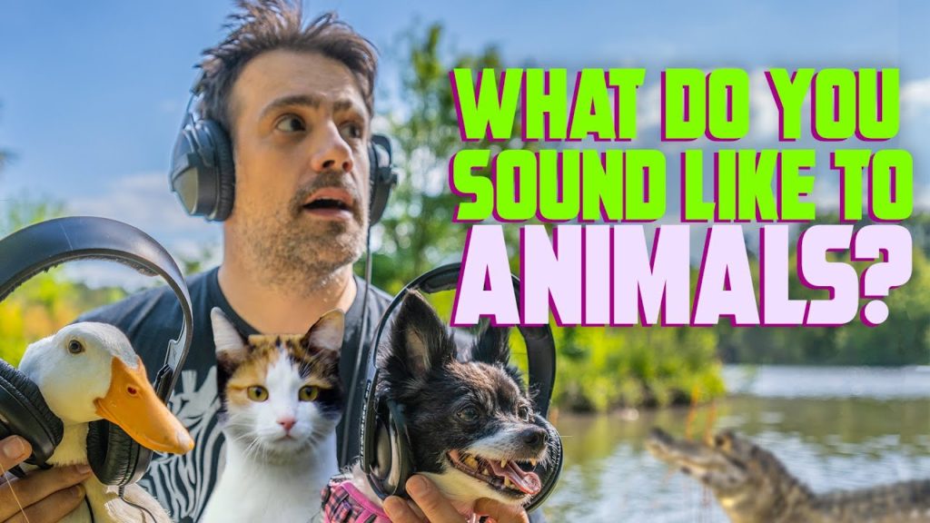 How The World SOUNDS To Animals