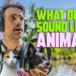 How The World SOUNDS To Animals