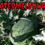 How To Grow Watermelon