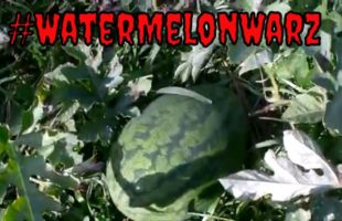 How To Grow Watermelon
