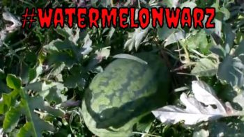 How To Grow Watermelon