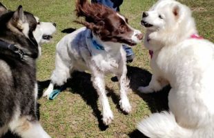 Husky Visits The Dog Park