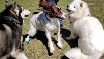 Husky Visits The Dog Park