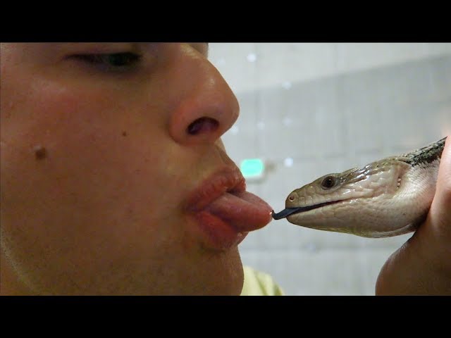 i kissed a lizard and i did some crying too… | Chris Klemens