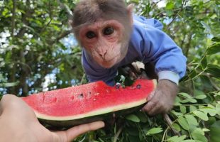 Monkey climbs tree to play and eat his favorite Watermelon