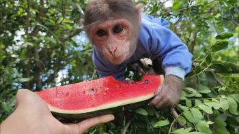 Monkey climbs tree to play and eat his favorite Watermelon