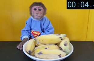 Monkey EM challenge to eat banana
