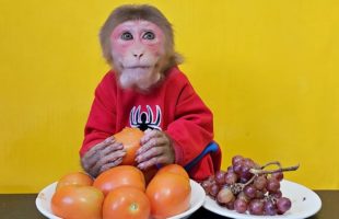 Monkey EM chooses to eat Tomatoes or Grapes