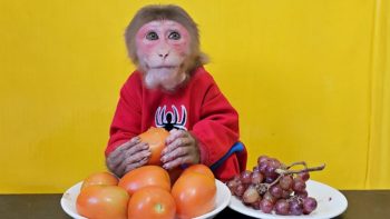 Monkey EM chooses to eat Tomatoes or Grapes