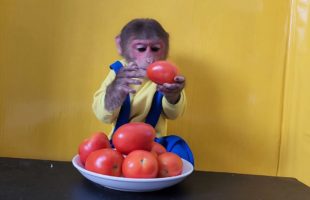 Monkey EM Eating Tomatoes