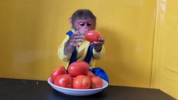 Monkey EM Eating Tomatoes