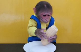 Monkey EM eats 1 boiled Corn