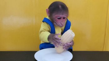 Monkey EM eats 1 boiled Corn