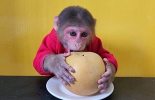 Monkey EM eats 1 Nashi Pear So Cute