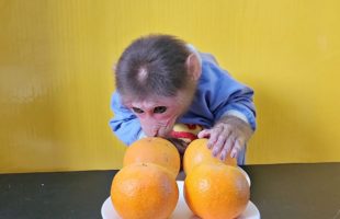 Monkey EM eats 2 Oranges So Cute