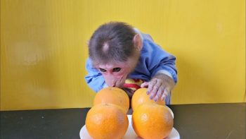 Monkey EM eats 2 Oranges So Cute