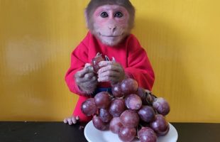 Monkey EM eats a bunch of American Grapes