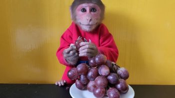 Monkey EM eats a bunch of American Grapes