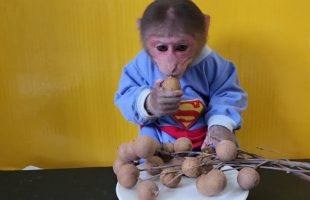Monkey EM eats a bunch of Longan