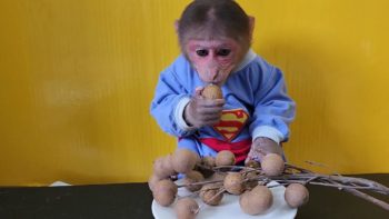 Monkey EM eats a bunch of Longan