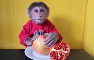 Monkey EM eats a cute Pomegranate