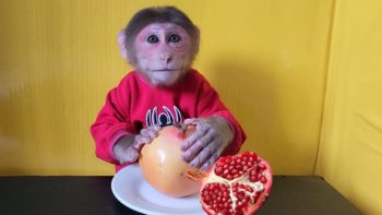 Monkey EM eats a cute Pomegranate