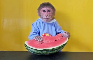 Monkey EM Eats All Watermelons?