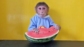 Monkey EM Eats All Watermelons?