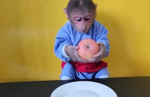 Monkey EM eats Apples So Cute