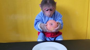 Monkey EM eats Apples So Cute