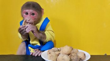 Monkey EM eats Burmese grape