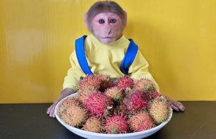 Monkey EM Eats Cute Rambutan