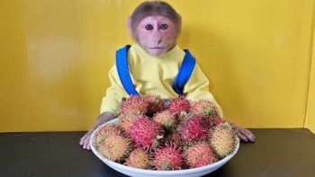 Monkey EM Eats Cute Rambutan