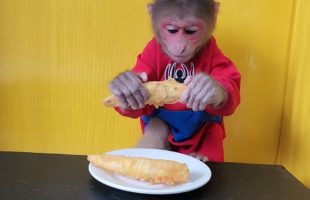 Monkey EM eats fried sweet potatoes