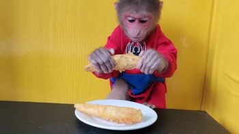 Monkey EM eats fried sweet potatoes