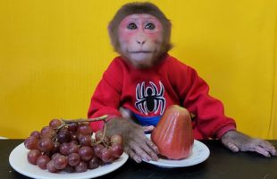 Monkey EM eats Grapes and Plums
