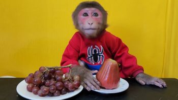 Monkey EM eats Grapes and Plums