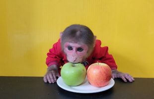 Monkey EM eats Green and Red Apples