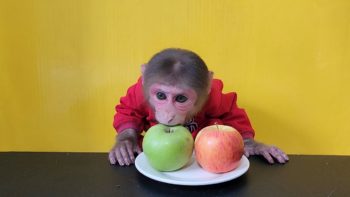 Monkey EM eats Green and Red Apples